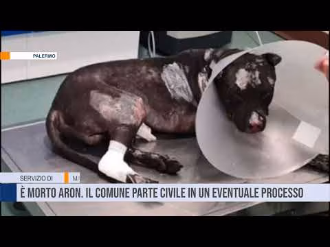 Palermo Morto Aron il cane bruciato vivo