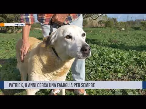 Patrick cerca un'adozione per una nuova vita