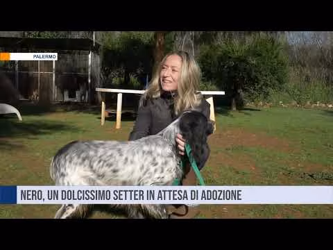 Nero, un dolcissimo setter inglese, cerca una famiglia per sempre