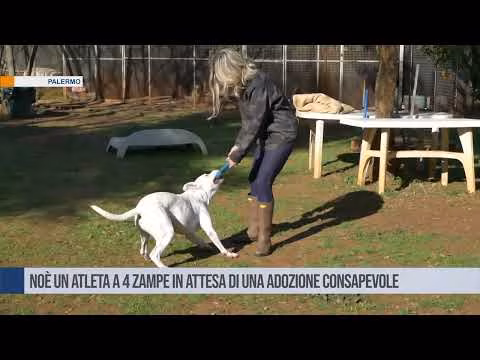 Palermo Noè un atleta a 4 zampe in attesa di una adozione consapevole