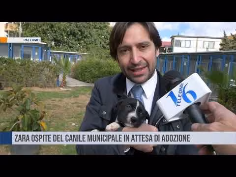 Canile municipale di Palermo