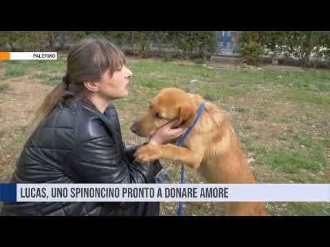 Lucas è in cerca di amore