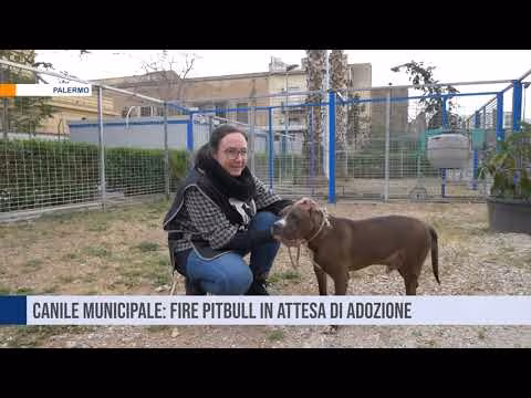 Palermo. Fire in attesa di adozione