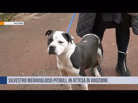 Silvestro cerca una casa e amore per sempre