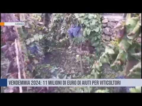 Vendemmia 2024: 11 milioni di euro di aiuti per viticoltori
