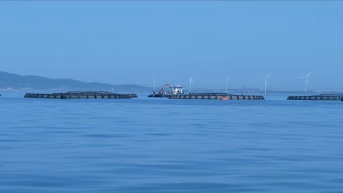 Itticoltura, Italia leader ma servono più impianti