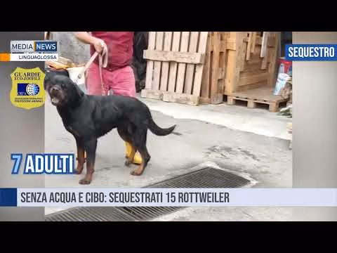 MEDIANEWS 13 07 2024 Prima edizione