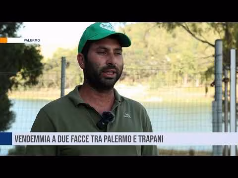 Vendemmia a due facce tra Palermo e Trapani