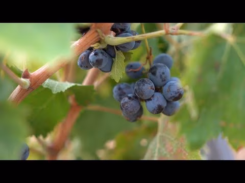 CNA INFORMA | CANTINE BUCECI | 23 SETTEMBRE 2024