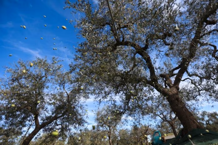 Export, 23 buyers esteri cercano eccellenze della Sicilia