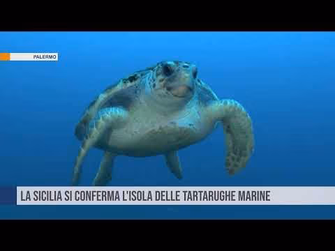 La Sicilia si conferma l'isola delle tartarughe marine