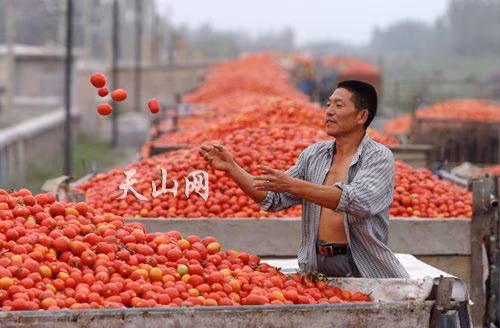 pomodoro-cinese (foto scattidigusto.it) - mediaoneonline.it