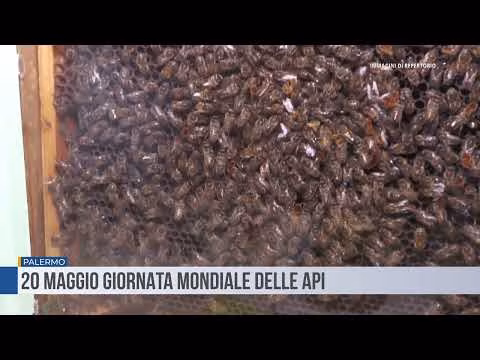 Oggi, 20 maggio, si celebra la Giornata mondiale delle api
