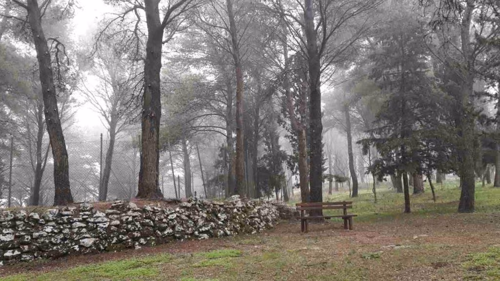 Il bosco della Baronia Vita (foto wikipedia) - mediaoneonline.it