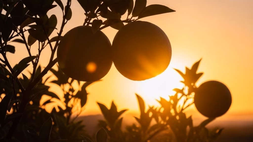 frutti in controluce - foto (C) Mediaoneonline.it