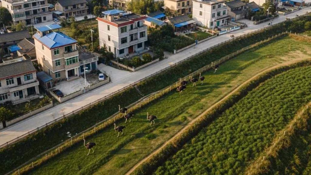 borgo struzzi - foto (C) Mediaoneonline.it (1)