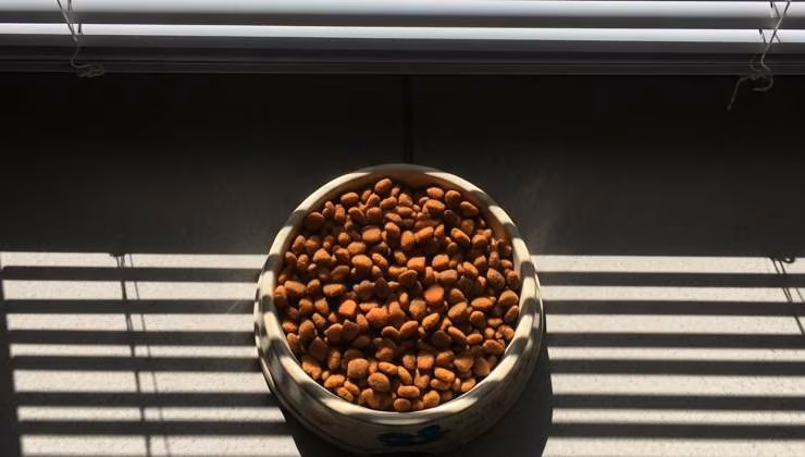 ciotola cibo per gatti - foto (C) Mediaoneonline.it