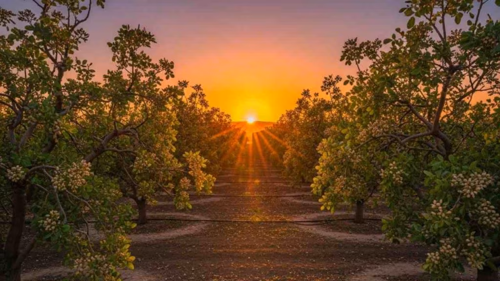 oro di sicilia coltivazione - foto (C) Mediaoneonline.it