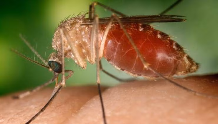 West nile virus zanzare (foto wikipedia) - mediaoneonline.it