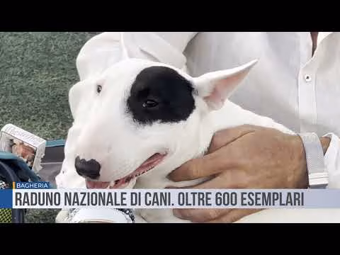 Bagheria. Raduno nazionale di cani