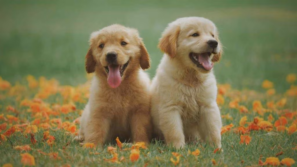 cane cagnolini (foto pexels) - mediaoneonline.it