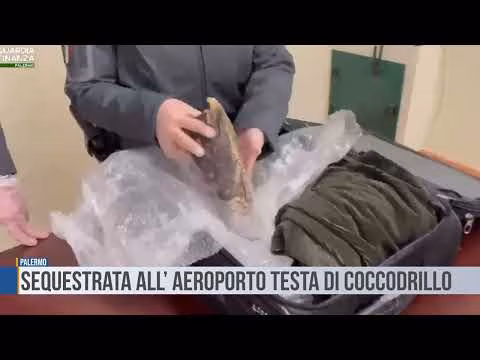 Palermo: sequestrata all’aeroporto testa di coccodrillo