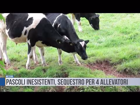Messina: pascoli inesistenti, sequestro preventivo per 4 allevatori