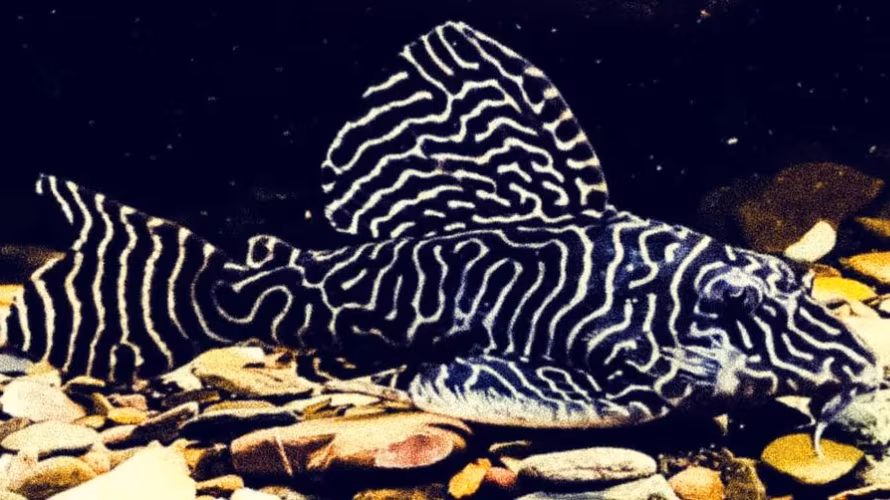 Fishoteque - akvaristika