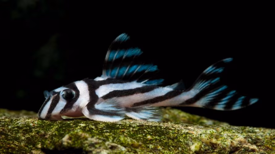 Fishoteque - akvaristika