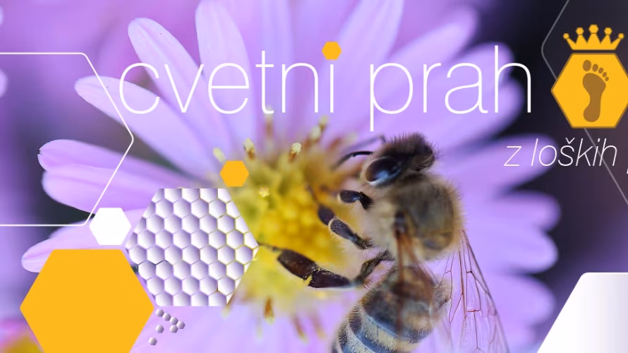 Čebelarstvo in medarstvo Glušič