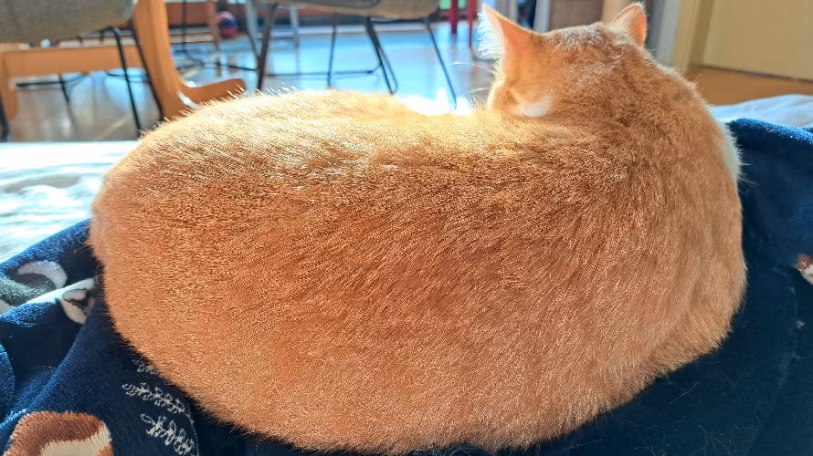 Arhitektura za mačke