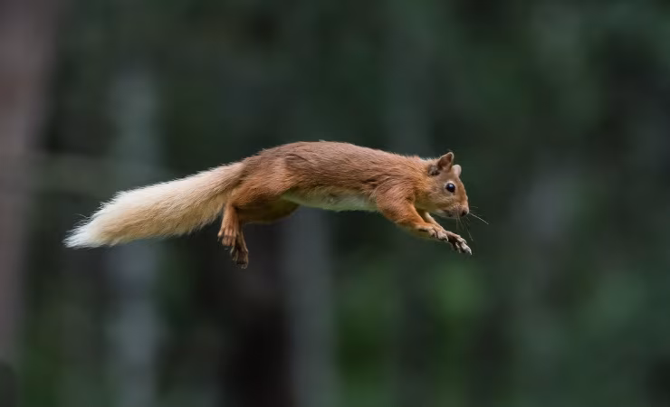 Una capacità di salto uguale a quella di uno scoiattolo