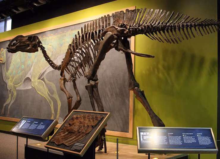 Illustrazione di un Hadrosaurus (Wikipedia Jim, the Photographer from Springfield PA) -systemscue.it
