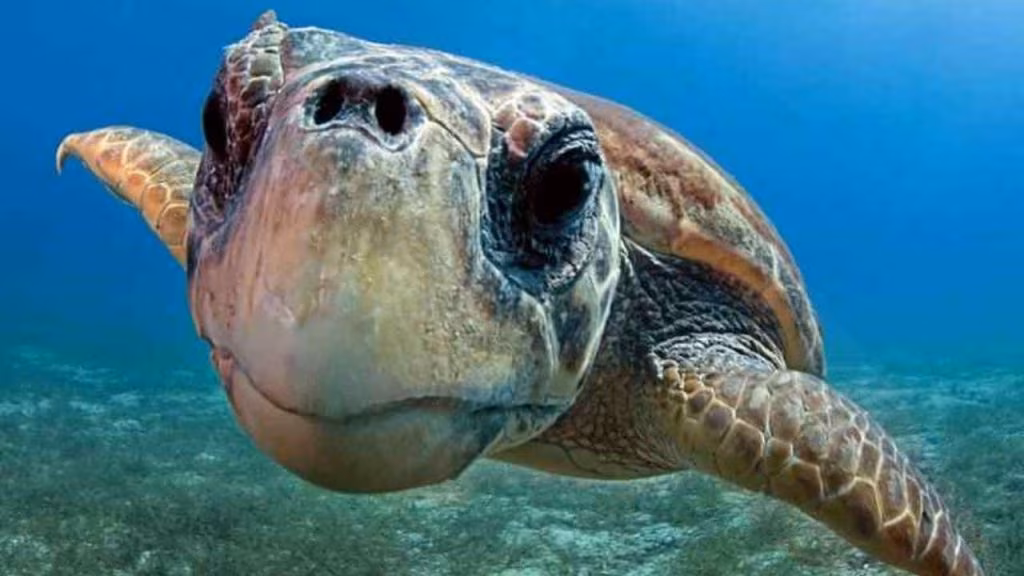 Le tartarughe caretta caretta (foto greenplanner) - teleone.it