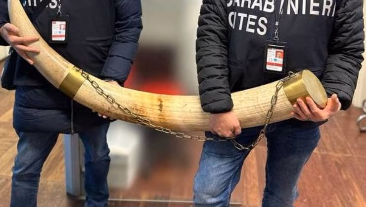 zanne elefante generica (foto carabinieri) - teleone.it