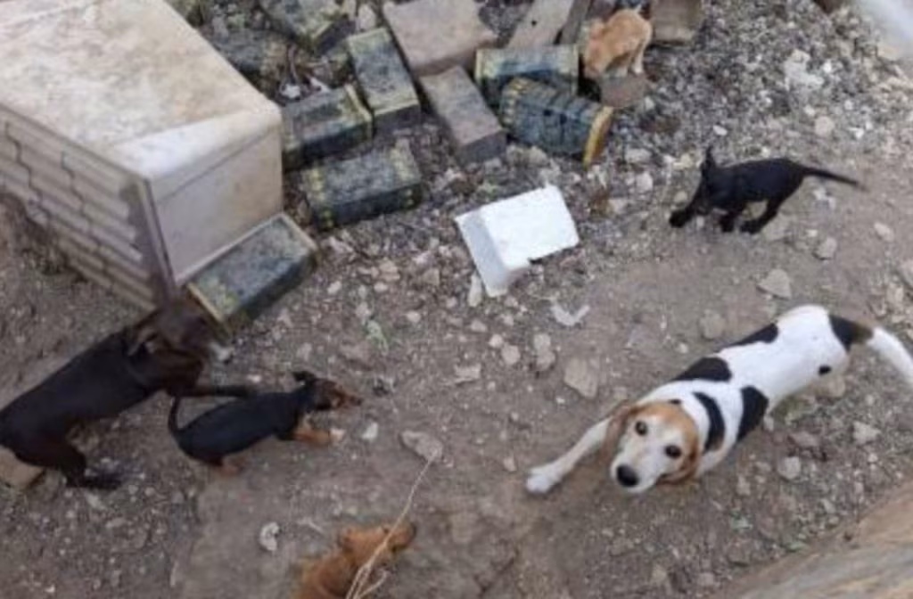 cagnolini abbandono - foto lav - teleone.it