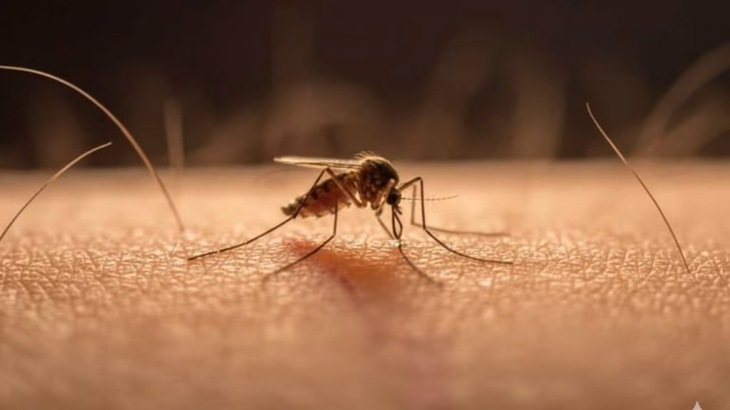 zanzara west nile virus - foto (C) Teleone.it