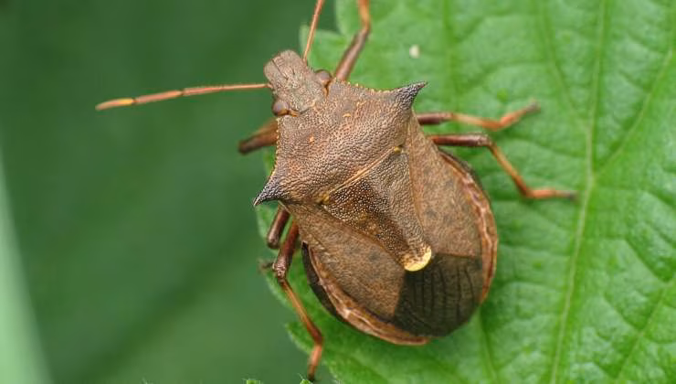 invasione cimici